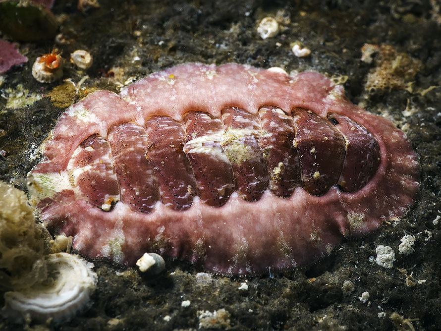 Chiton 15